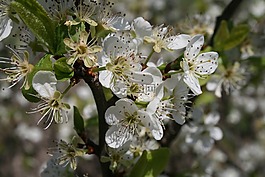 春,花,自然