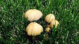 毒菌,蘑菇,草坪