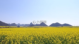 油菜花,羅平,中國