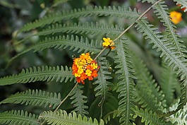 蕨類,花,黃色