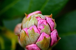 杜鵑,花,植物