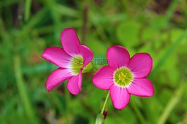 花,性質(zhì),字段