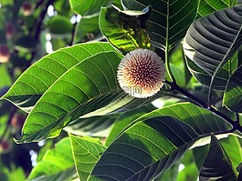 花,樹,自然
