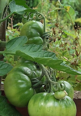 番茄,成長(zhǎng),蔬菜