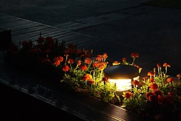 晚上,照明,鮮花