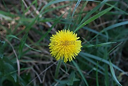 花,春,自然