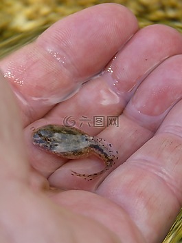 蝌蚪,手,詳細(xì)