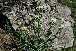 花,春,自然