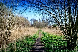 公園,林,路徑