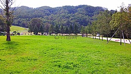 公園,草,步行