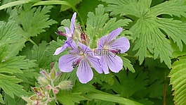 開(kāi)花,花,紫色