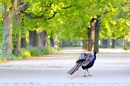 秋,公園,胡同