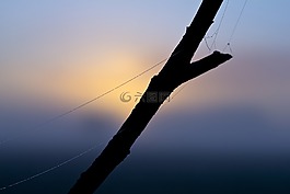 霧,黎明,景觀