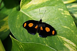 蝴蝶,昆蟲,關(guān)閉