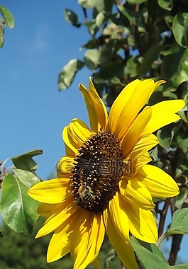 向日葵,蜜蜂,夏天