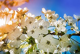 蘋(píng)果,開(kāi)花,多彩