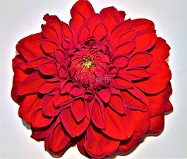 花,嬌琴紗,花花園