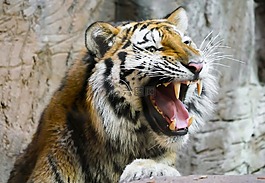 動物,虎,貓