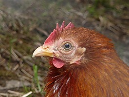 哈恩,雞,鳥