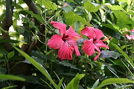 錦葵,花,開花