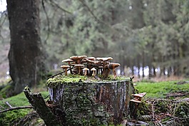 蘑菇,森林蘑菇,森林的地面