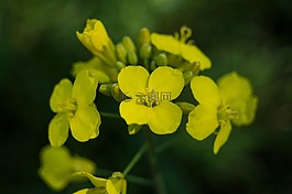 花,自然,植物區(qū)系
