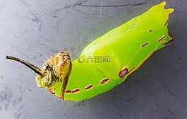 蝴蝶娃娃,娃娃,卡特彼勒