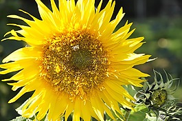 太陽(yáng)花,開(kāi)花,蜜蜂