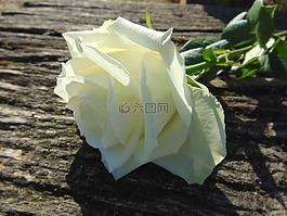 玫瑰,白,開花