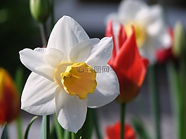 花,水仙,春天