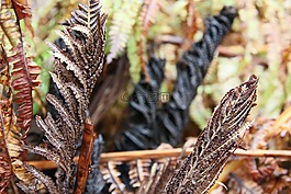 性質(zhì),綠色,蕨類
