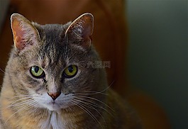 猫,肖像,毛茸茸的