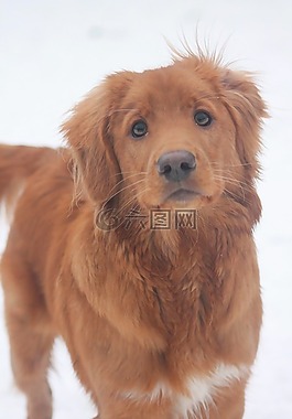 可愛(ài),冬天,雪