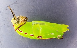 蝴蝶娃娃,娃娃,卡特彼勒