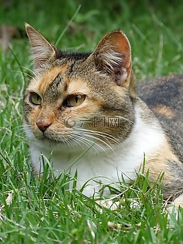 貓,野生,貓科動物