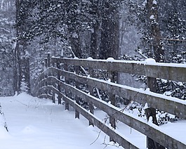 冬天,雪,景觀