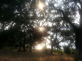橄欖色格羅夫,太陽(yáng),橄欖樹(shù)