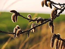 小猫,花序,春天