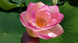 开花,花,雌蕊