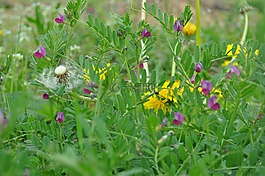 花,性質(zhì),廠