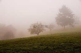 秋季,霧,景觀