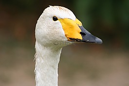 鳥,鵝,鴨