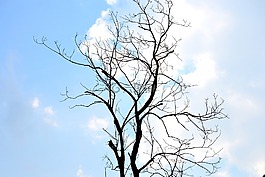 樹(shù),自然,天空