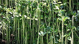 開花,花,花的帷幕