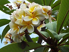 花,樹(shù),性質(zhì)
