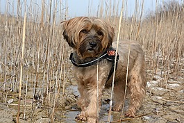 狗,西藏小獵犬,寵物