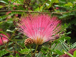 花,粉紅色,植物