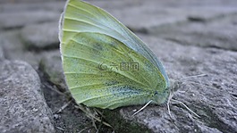 蝴蝶,昆蟲,檸檬