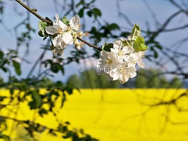 性質(zhì),草,植物