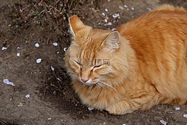 猫,红猫,动物